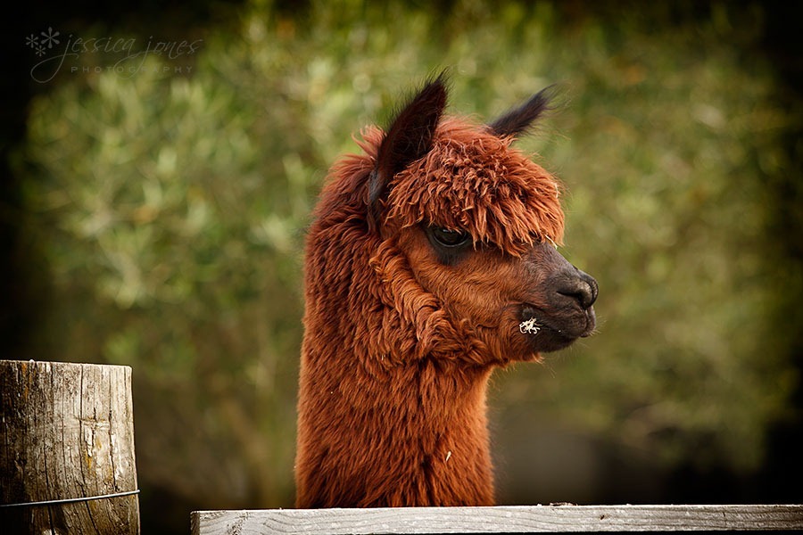 alpaca1