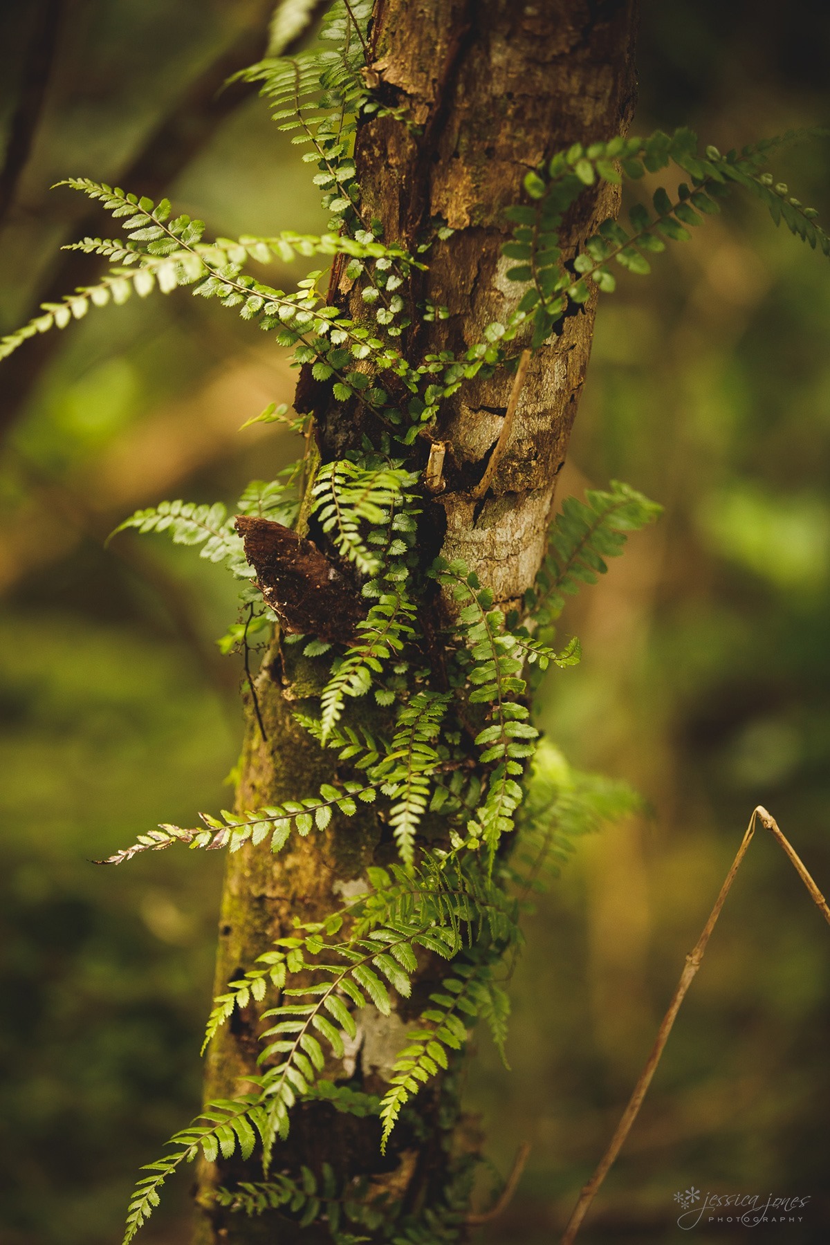 Marlborough_Sounds_Wedding-010