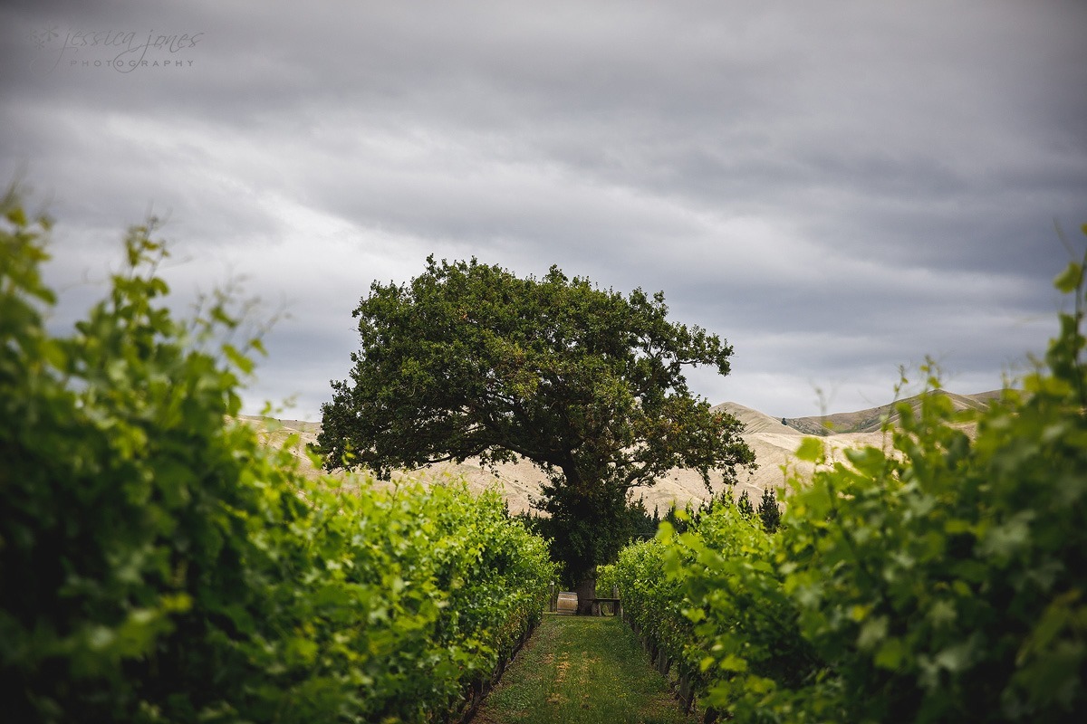 Old_Barn_Wedding_Blenheim-019