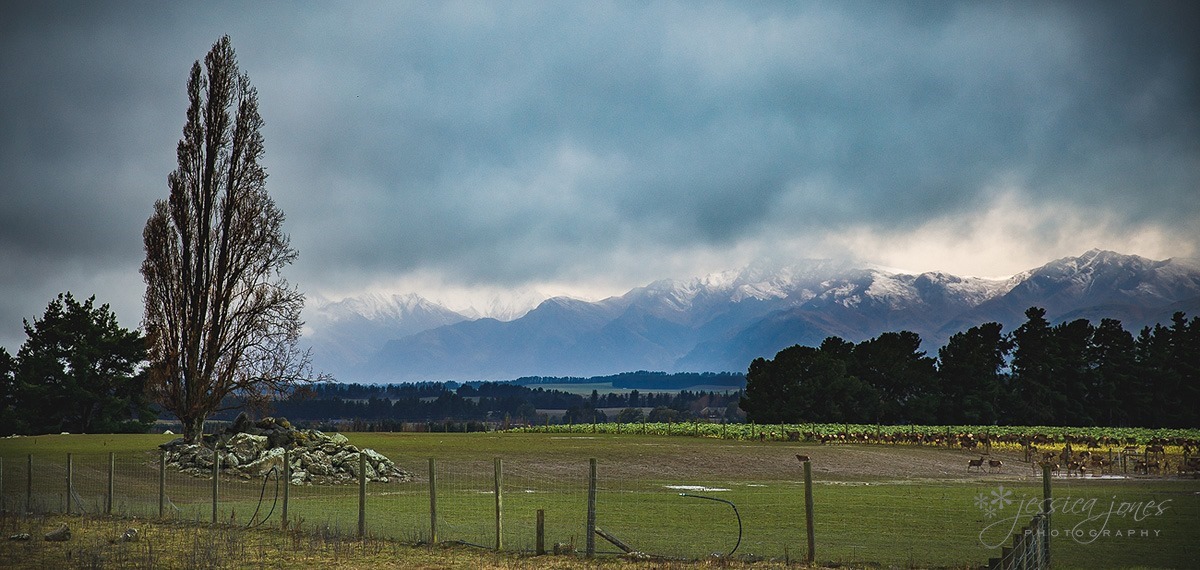 wanaka_wedding-047